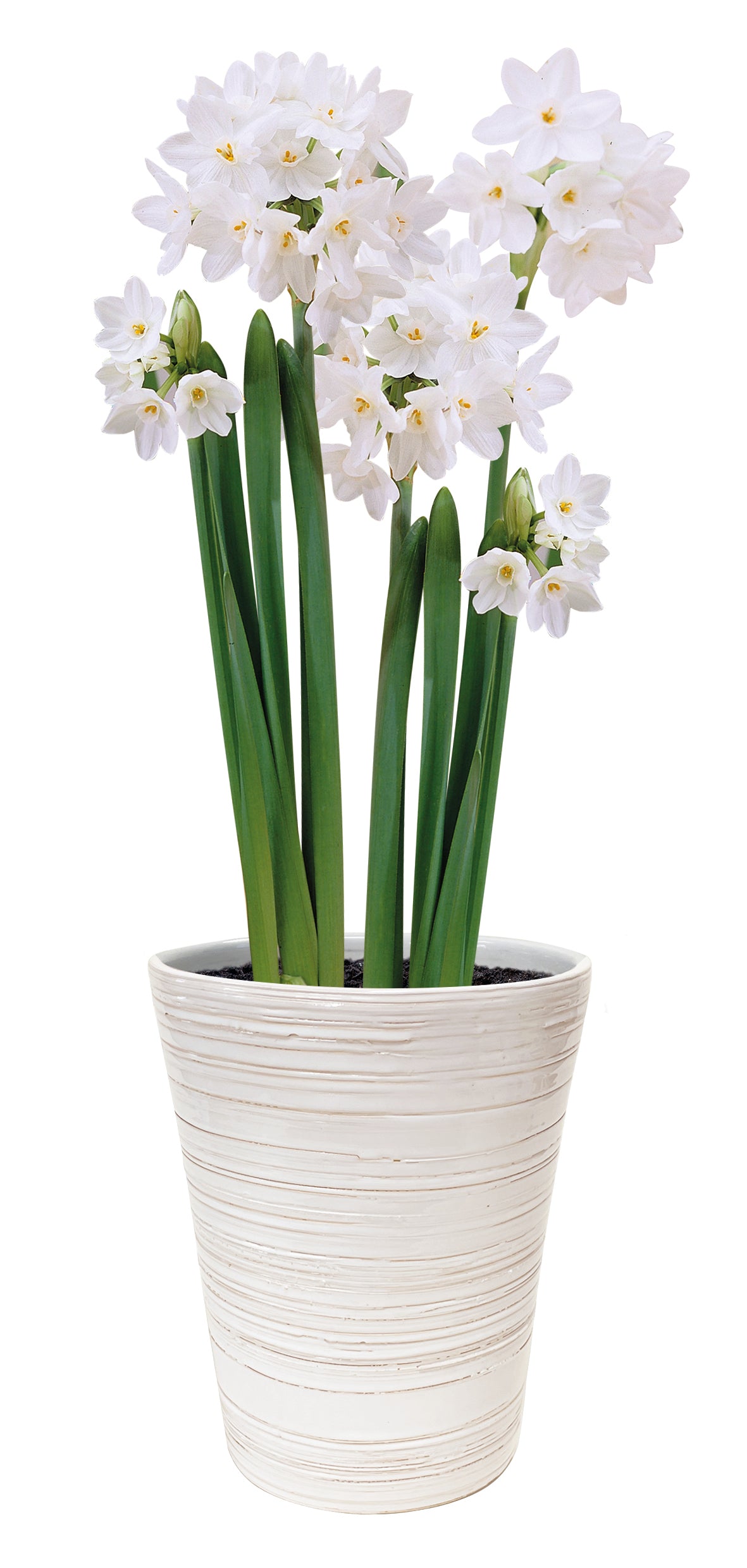 Indoor Paperwhite Planter 14-15