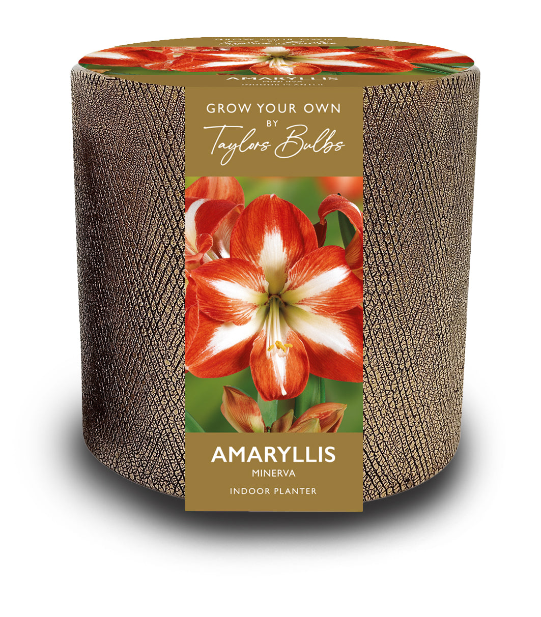 Ceramic Amaryllis Planter Minerva