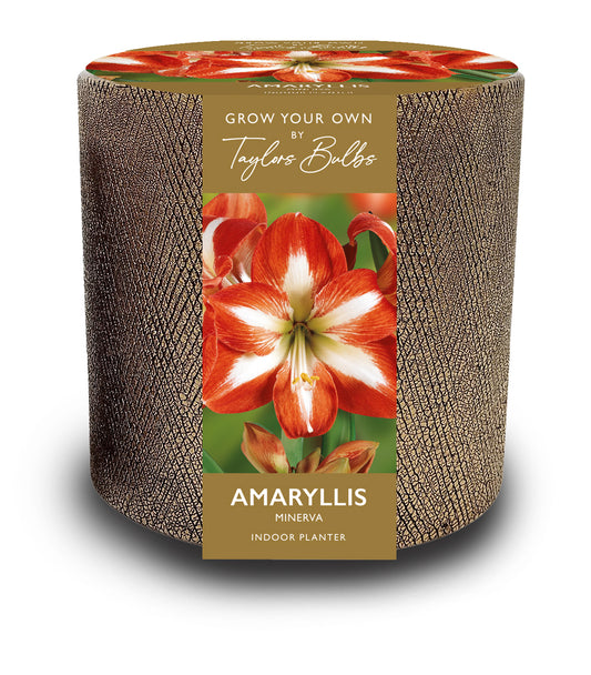 Ceramic Amaryllis Planter Minerva