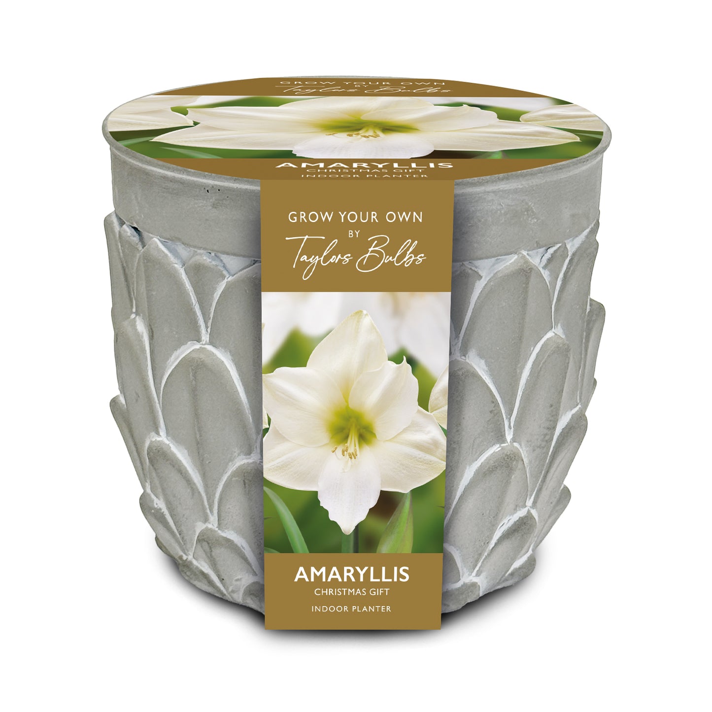 Grow a large, dramatic white amaryllis indoors with this premium Taylors Bulbs kit. Features a rustic grey stone-effect ceramic planter, bulb, and compost.