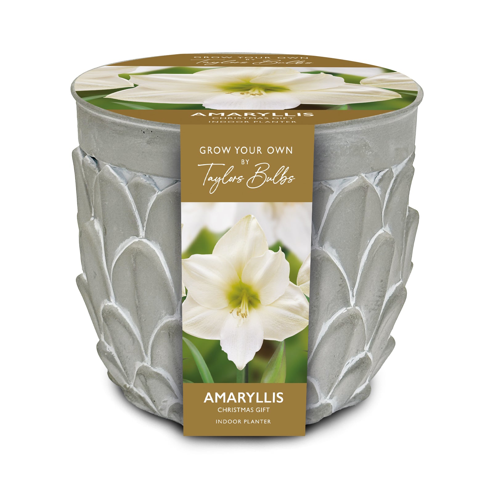 Grow a large, dramatic white amaryllis indoors with this premium Taylors Bulbs kit. Features a rustic grey stone-effect ceramic planter, bulb, and compost.