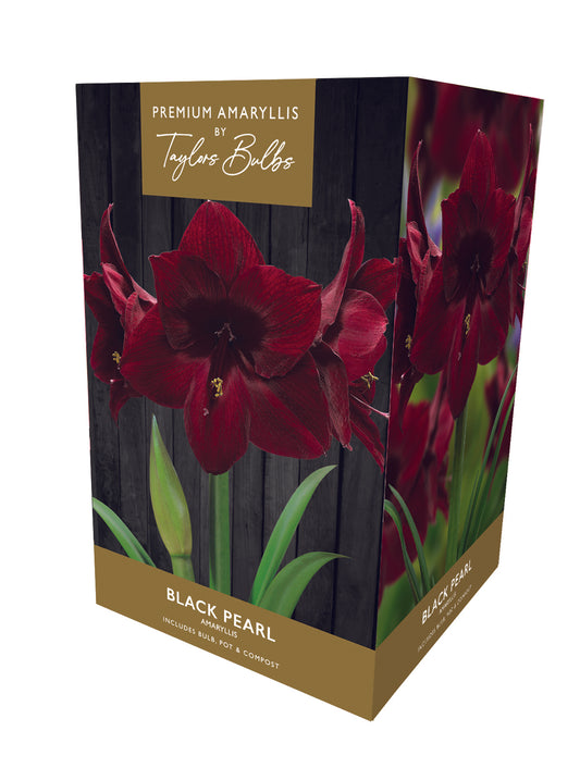 Premium Amaryllis Black Pearl 26-28cm