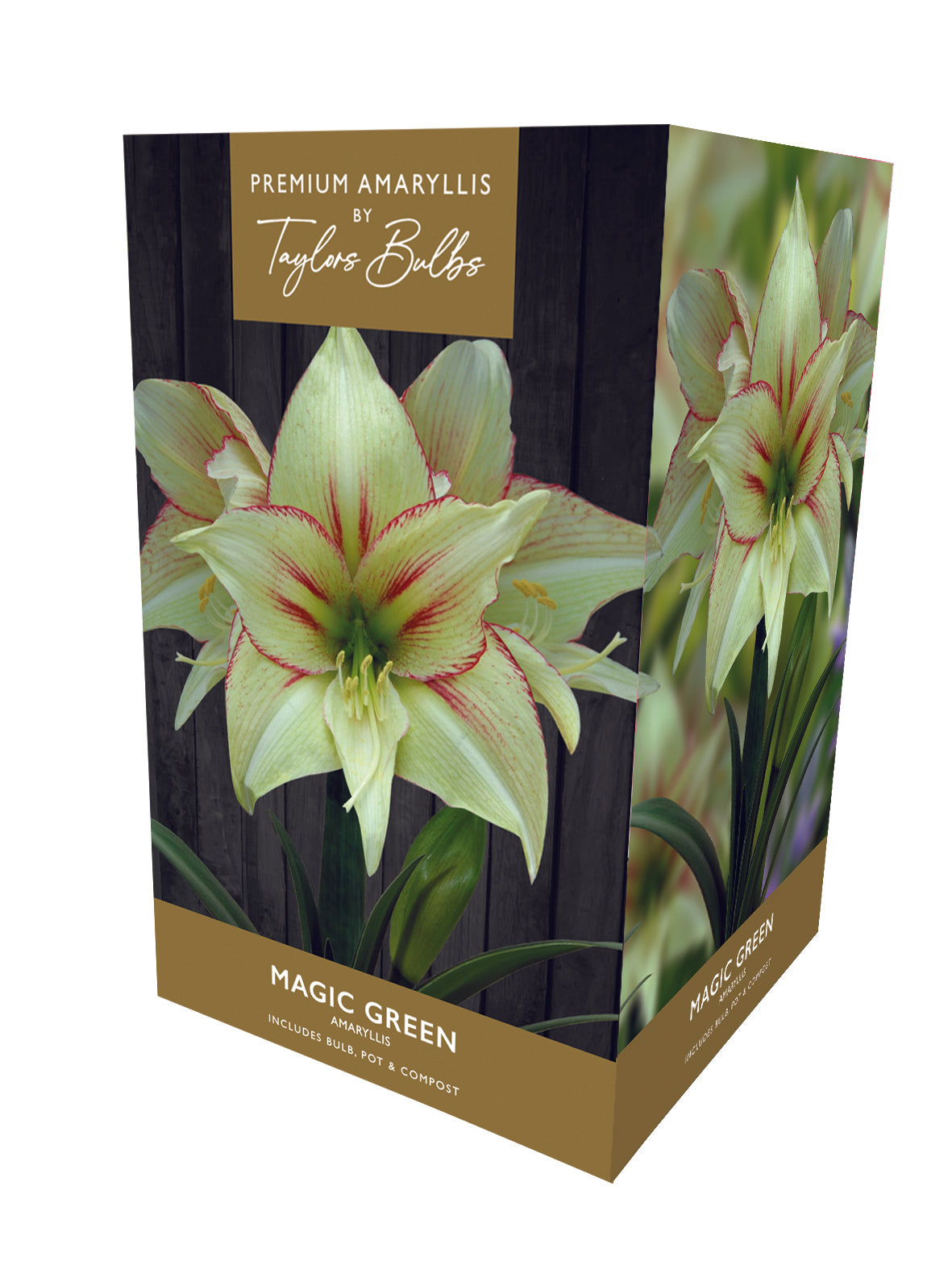 Taylors Bulbs Premium Magic Green Amaryllis