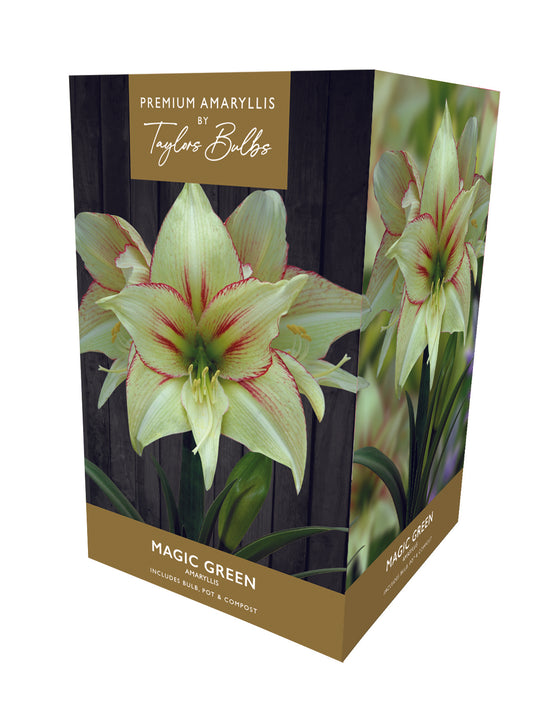 Taylors Bulbs Premium Magic Green Amaryllis