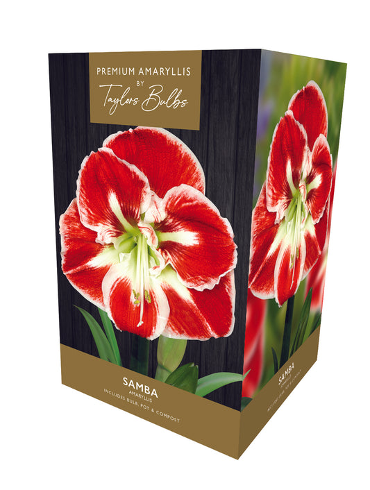 Taylors Bulbs Premium Samba Amaryllis 1-Bulb