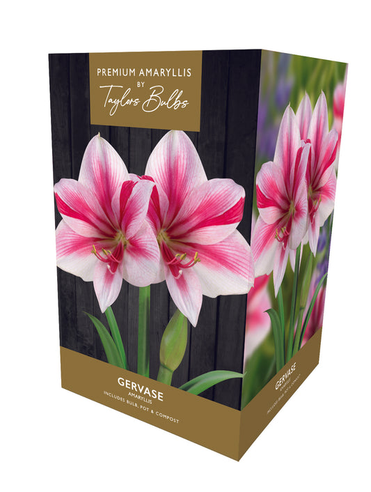 Taylors Bulbs Premium Gervase Amaryllis 1-Bulb