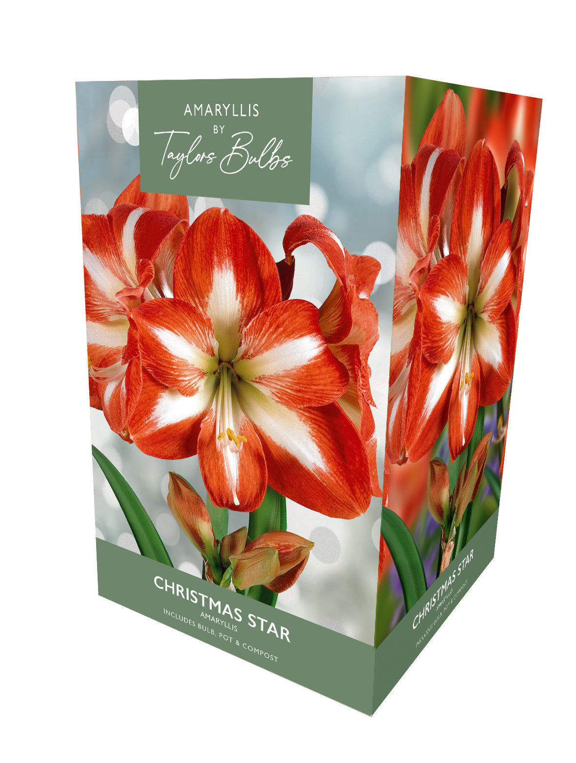 Taylors Bulbs Premium Amaryllis Christmas Star retail gift box showing an image of a large, vibrant red trumpet-shaped amaryllis flower with distinct white starburst stripes.