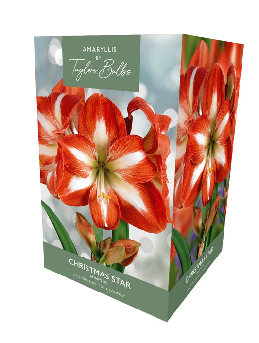 Taylors Bulbs Premium Amaryllis Christmas Star retail gift box showing an image of a large, vibrant red trumpet-shaped amaryllis flower with distinct white starburst stripes.