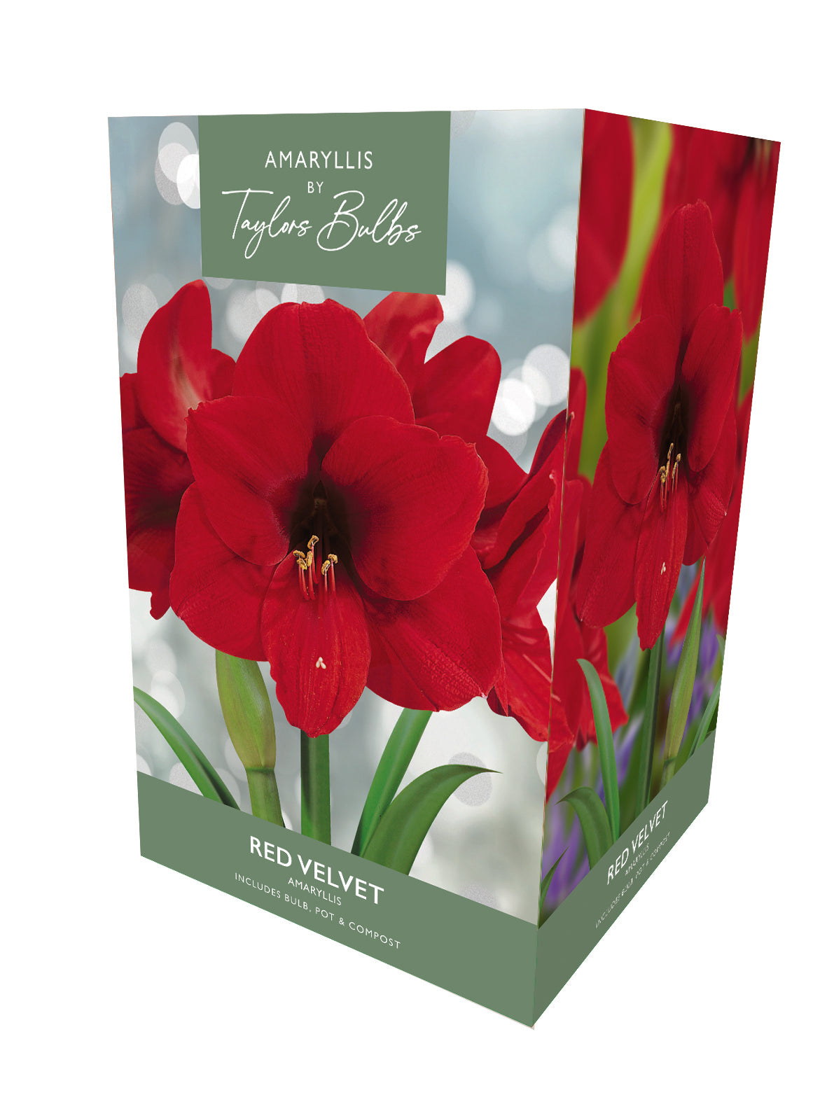 Taylors Bulbs Premium Amaryllis Red Velvet retail gift box showing an image of a large, deep scarlet trumpet-shaped amaryllis flower with velvety petals.