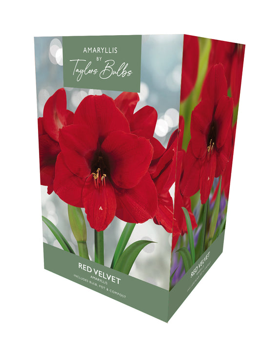 Taylors Bulbs Premium Amaryllis Red Velvet retail gift box showing an image of a large, deep scarlet trumpet-shaped amaryllis flower with velvety petals.