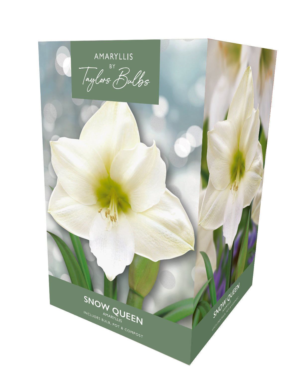 Taylors Bulbs Premium Amaryllis Snow Queen retail gift box showing an image of a large, glistening white trumpet-shaped amaryllis flower with a soft green centre.