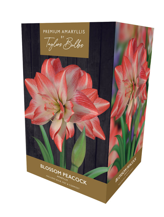 AMARYLLIS BLOSSOM PEACOCK