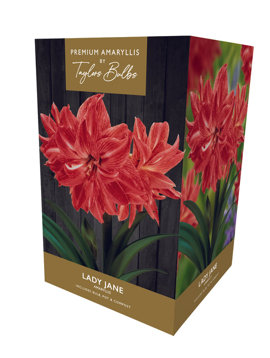 Amaryllis Lady Jane