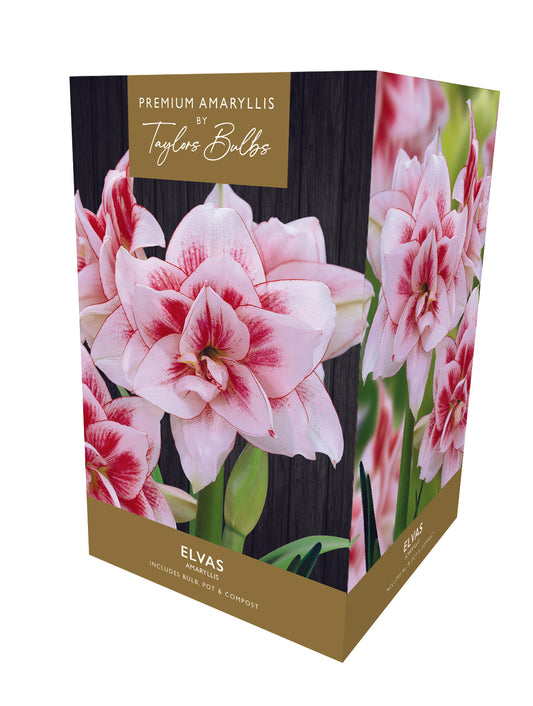 Amaryllis Elvas 26/28
