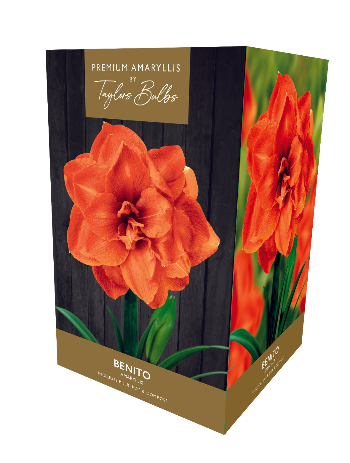 Taylors Bulbs - Amaryllis Benito - 26-28