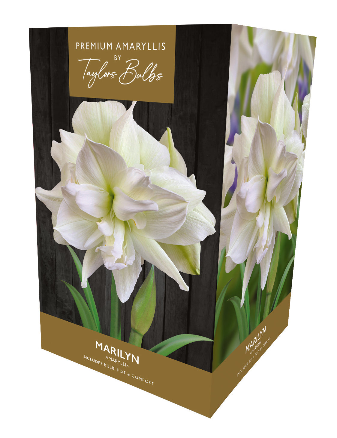 Amaryllis Marilyn