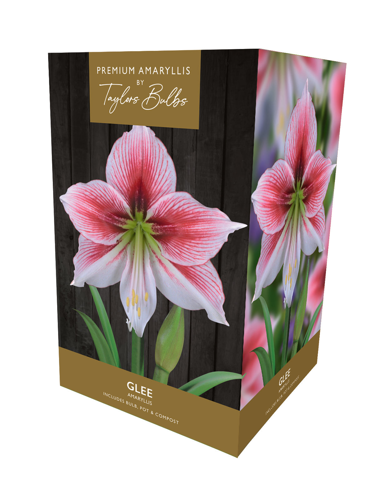 Taylors Bulbs Premium Amaryllis Glee retail gift box showing an image of an elegant white amaryllis flower heavily striped with rosy-pink veins and a bright green centre.