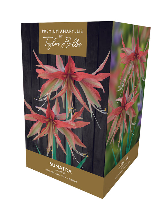Taylors Bulbs Premium Sumatra Amaryllis