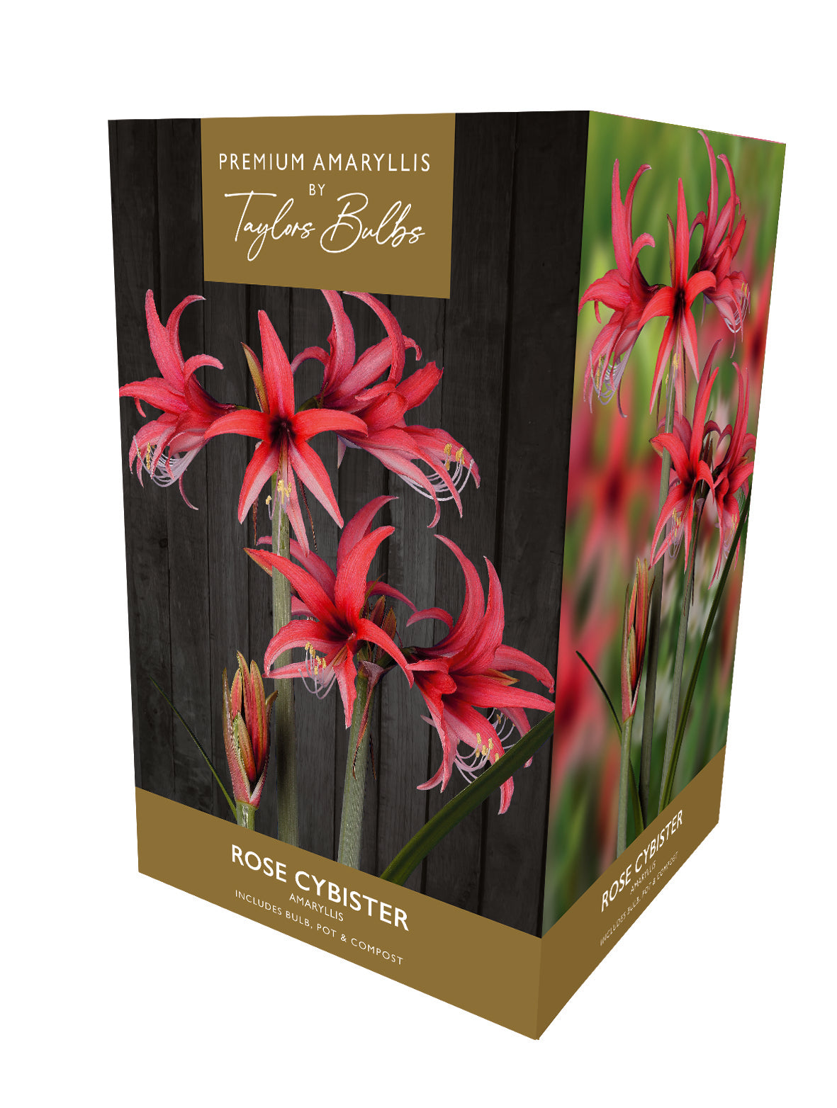 Taylors Bulbs Premium Amaryllis Rose Cybister retail gift box showing an image of slender, exotic rose-crimson spider-style flowers blooming on sturdy green stems.