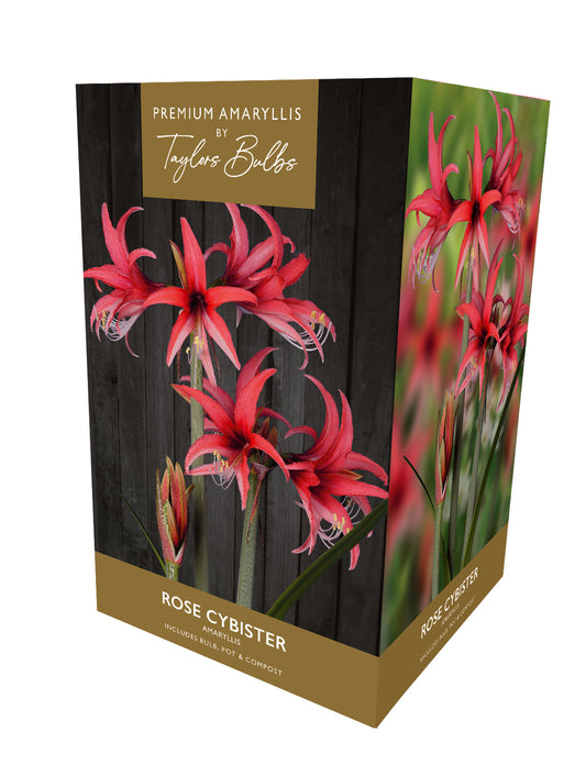 Taylors Bulbs Premium Amaryllis Rose Cybister retail gift box showing an image of slender, exotic rose-crimson spider-style flowers blooming on sturdy green stems.