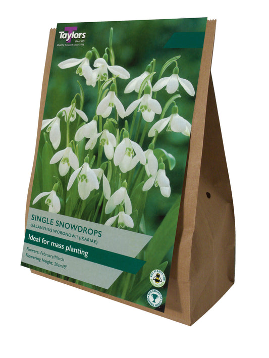 Taylors Bulbs Galanthus Nivalis Common Snowdrop Bulbs
