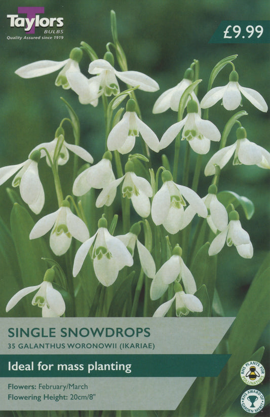Single Field Grown Snowdrops Value Pack