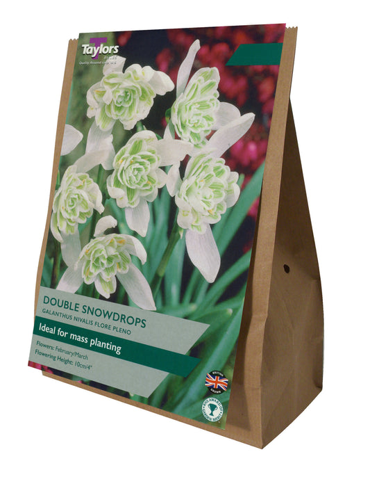 Galanthus nivalis Flore Pleno double snowdrop bulbs producing white flowers in early spring.