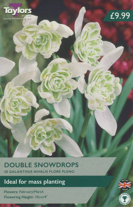 Value Pack Double Snowdrops