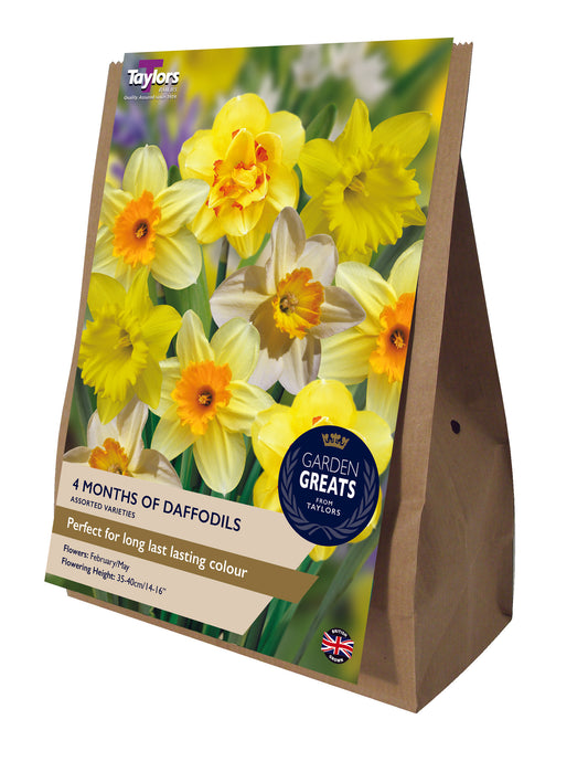 Taylors Bulbs Garden Greats 4 Months of Daffodils Collection