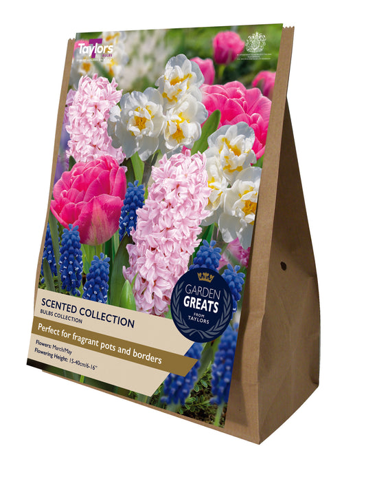 Taylors Bulbs Garden Greats Scented Collection brown paper retail carry pack showing a vibrant, dense mixture of pink hyacinths, white double daffodils, pink tulips, and blue grape hyacinths.