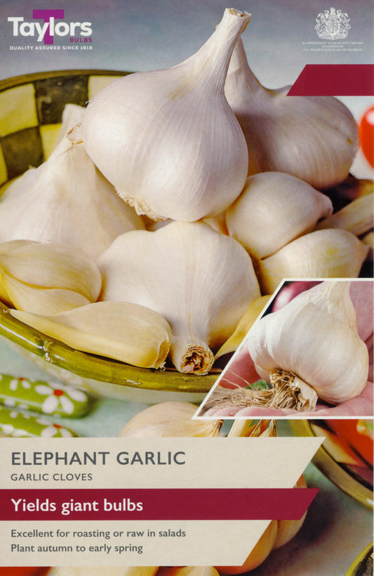 Taylors Bulbs Elephant Garlic