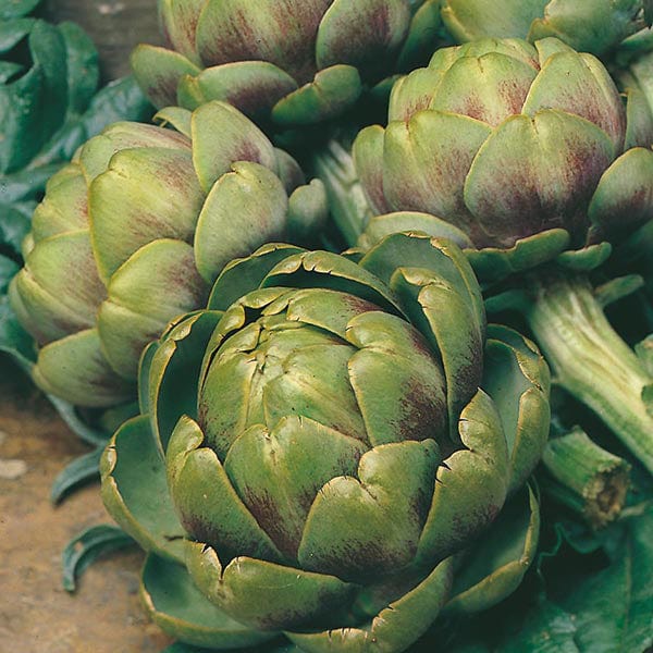 A mature Artichoke Green Globe plant showing a large, edible green head ready for harvest.