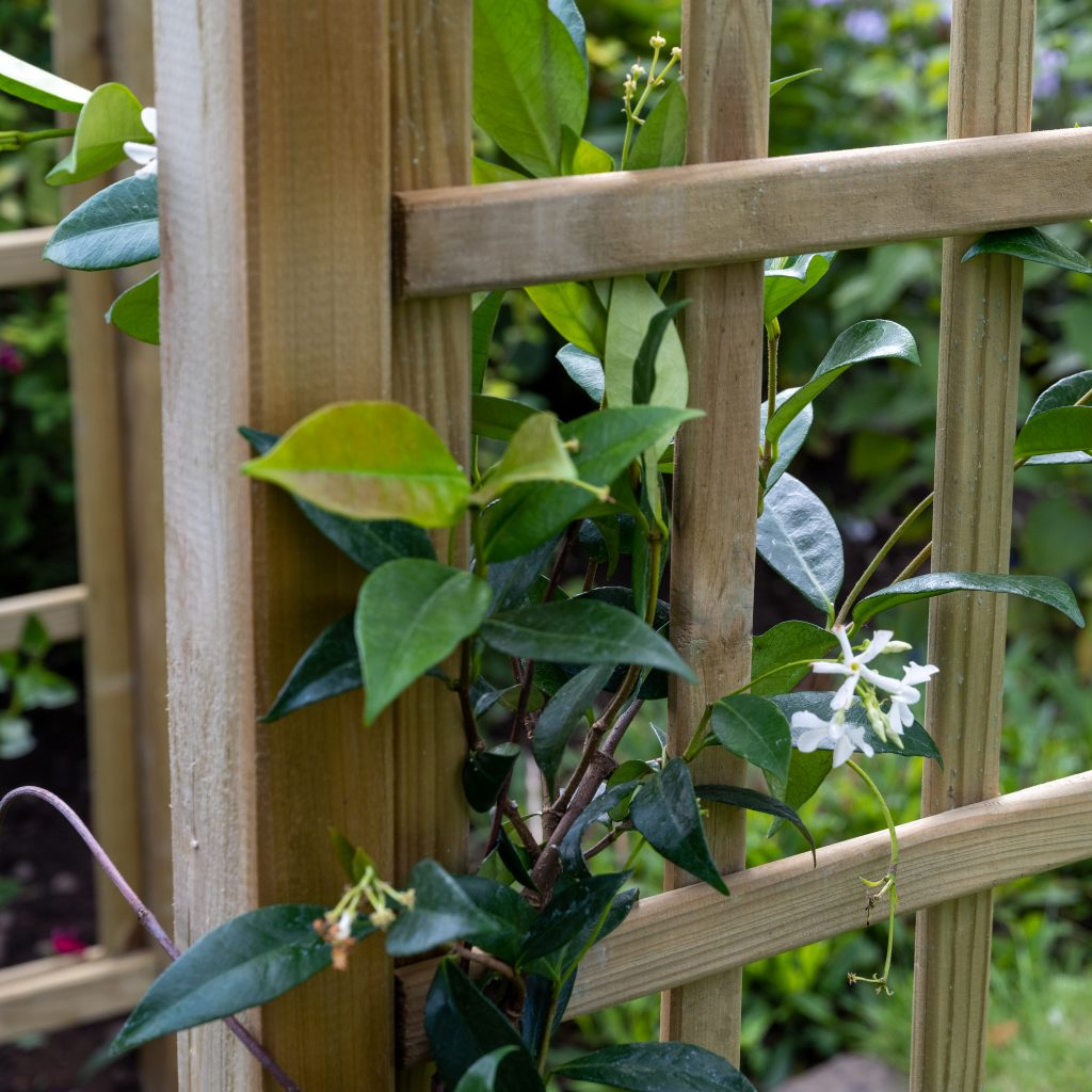 Forest Garden Classic Flat Dome Arch