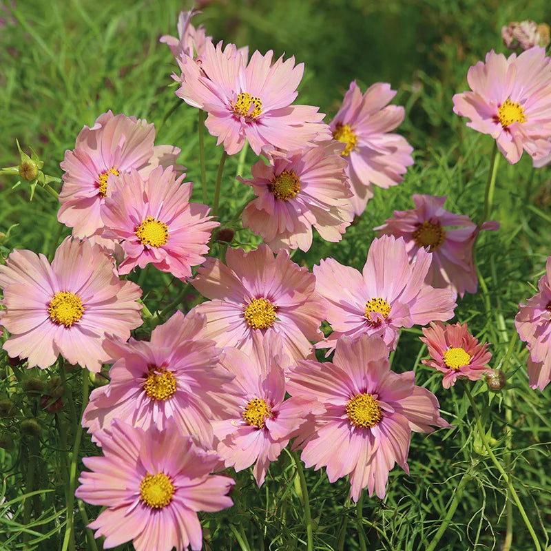 Fothergill's Cosmos Apricotta Flower Seeds