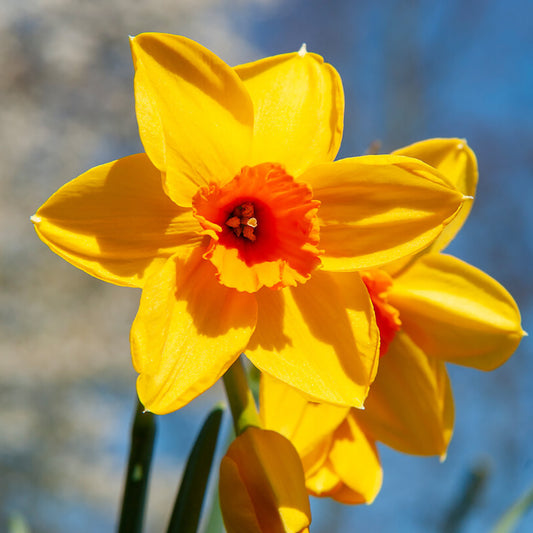 Taylors Bulbs Narcissus Fortune showing a close-up of a large, vibrant early-flowering daffodil with bright golden petals and a striking coppery-orange central cup.