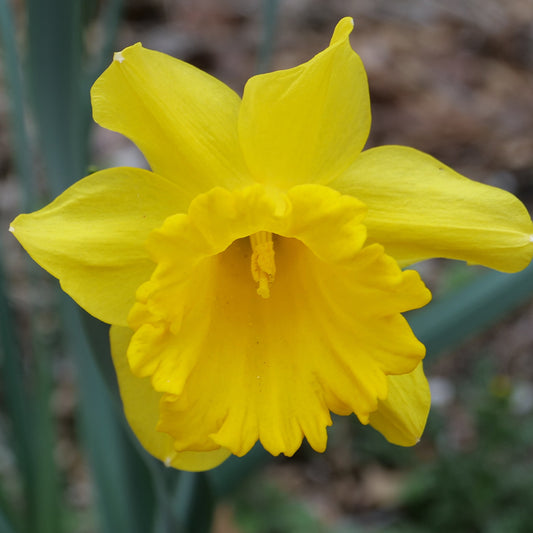 Taylors Bulbs Narcissus King Alfred Select showing a close-up of a large, classic golden-yellow daffodil flower with a prominent ruffled central trumpet.