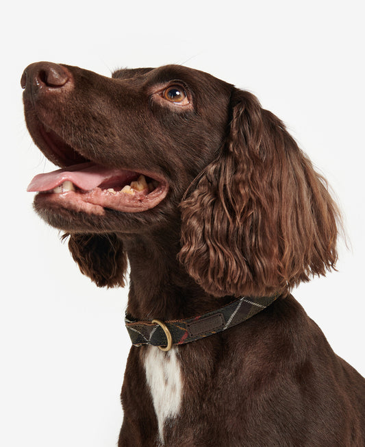 Barbour Tartan Webbing Dog Collar with classic house tartan trim and aged brass hardware