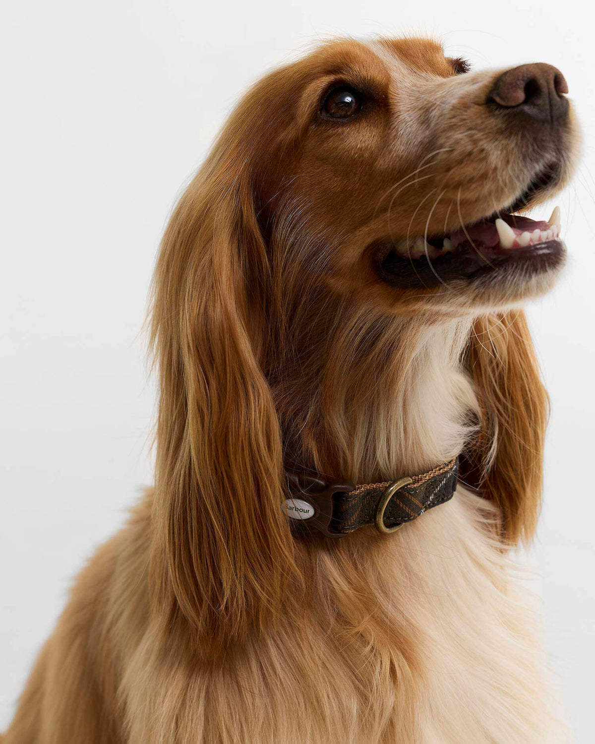 Barbour Tartan & Webbing Dog Collar