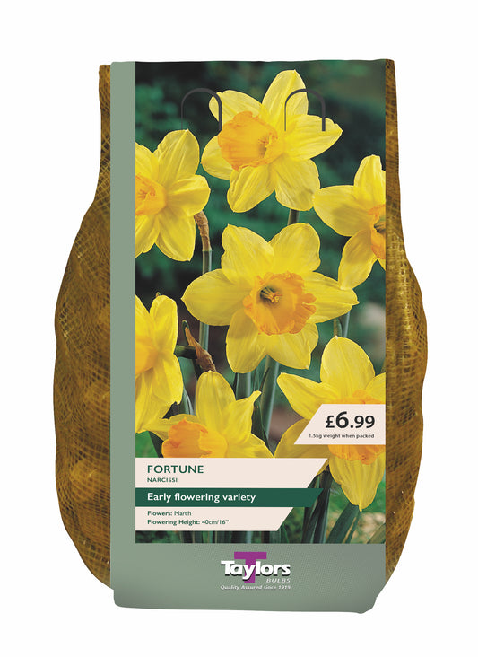 Taylors Bulbs Fortune Narcissi Daffodils Carri-Pack