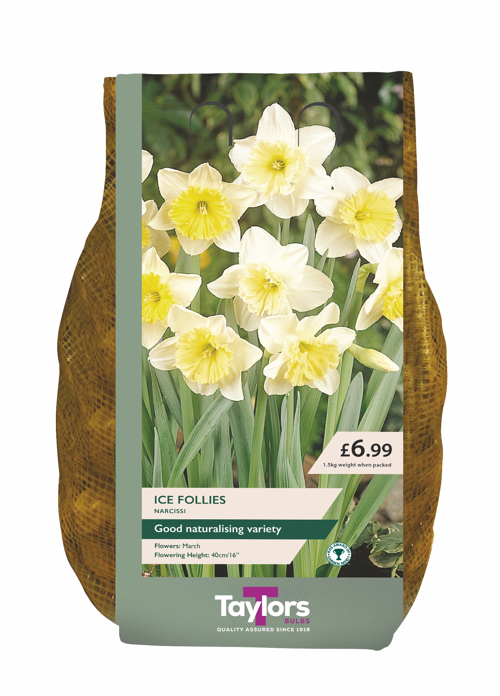 Narcissi Ice Follies Carri-Pack