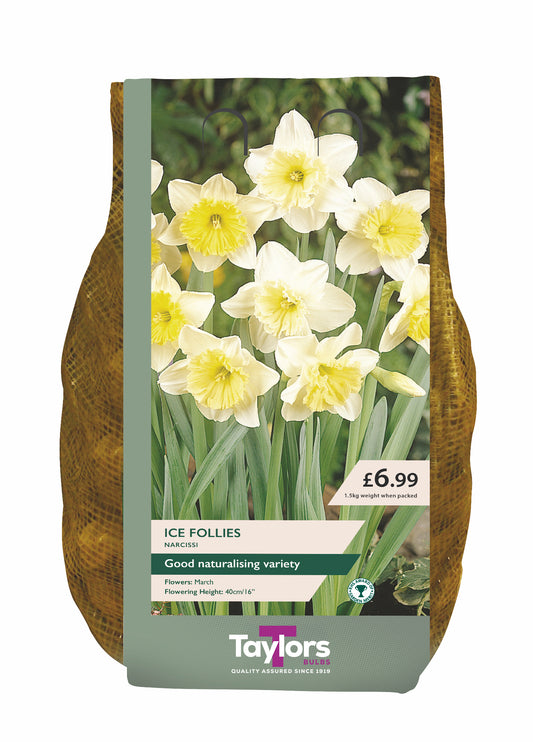 Narcissi Ice Follies Carri-Pack