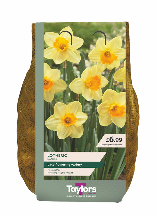 Narcissi Lotherio Carri-Pack