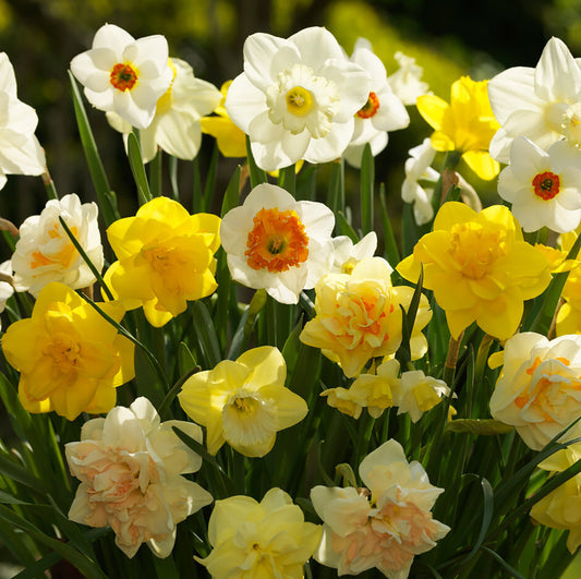 Taylors Bulbs Narcissus Mixed Colours showing a dense, vibrant mixture of yellow, white, orange-cupped, and double peony-style daffodil flowers blooming together.