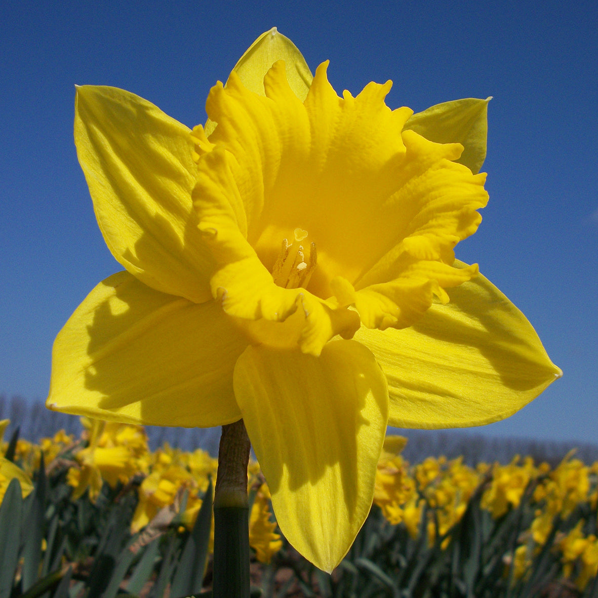 Taylors Bulbs Narcissus Unsurpassable showing a close-up of a giant, classic golden-yellow trumpet daffodil flower standing proud in a sunny field against a blue sky.