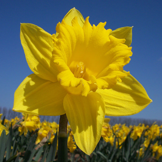 Taylors Bulbs Narcissus Unsurpassable showing a close-up of a giant, classic golden-yellow trumpet daffodil flower standing proud in a sunny field against a blue sky.