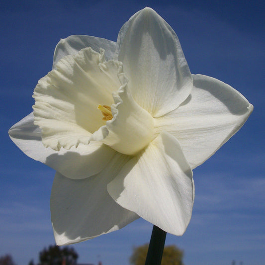 Taylors Bulbs Narcissus Mount Hood showing a close-up of a large, majestic pure white trumpet daffodil flower against a bright blue sky backdrop.