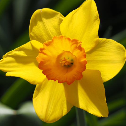 Taylors Bulbs Narcissus Juanita showing a close-up of a large, vibrant daffodil flower with bright yellow petals and a striking frilly tangerine-orange central cup.