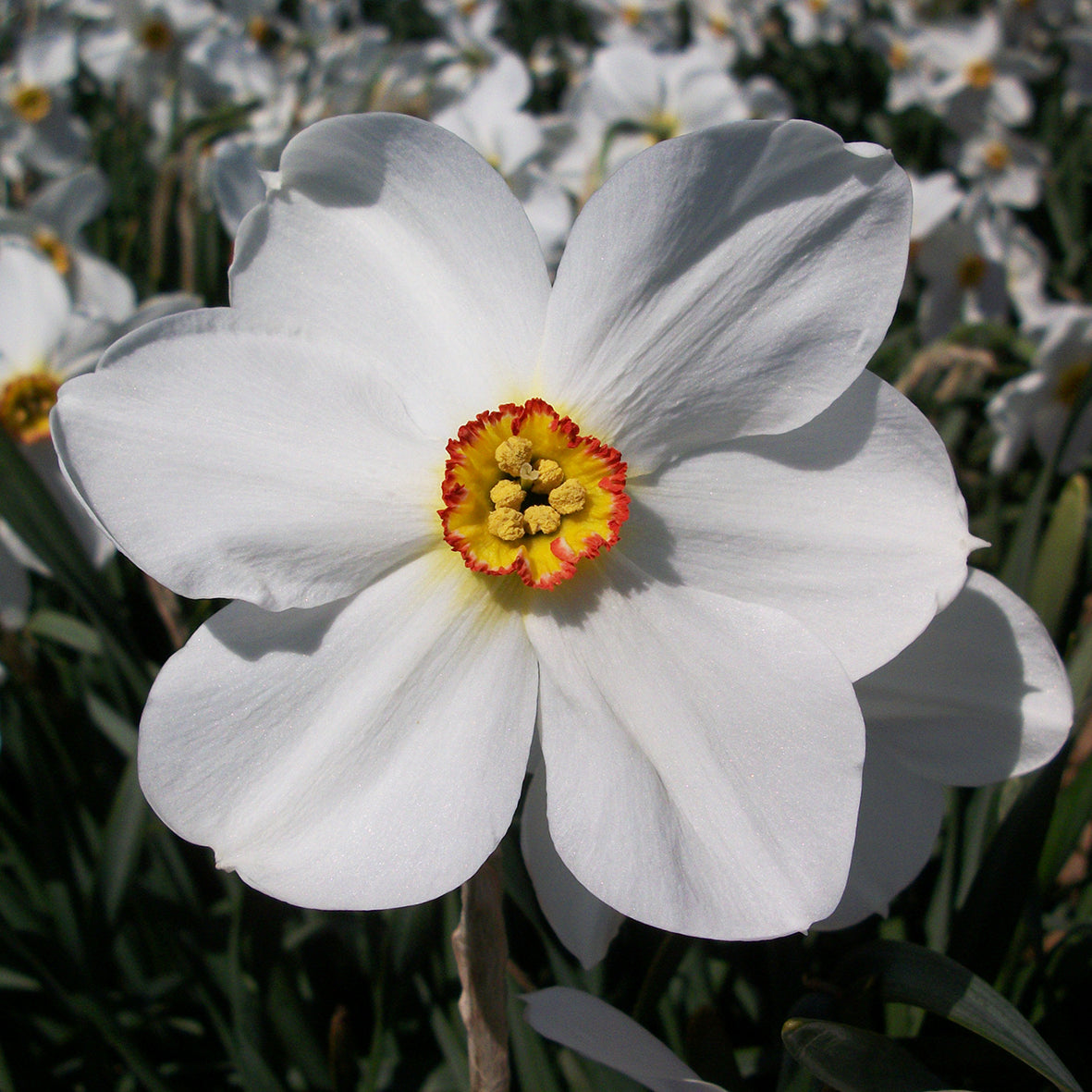 Taylors Bulbs Narcissus Actaea showing a close-up of an elegant white poeticus daffodil flower with pristine white petals and a small yellow central cup rimmed in red.