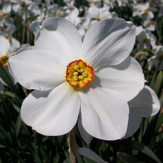 Taylors Bulbs Narcissus Actaea showing a close-up of an elegant white poeticus daffodil flower with pristine white petals and a small yellow central cup rimmed in red.