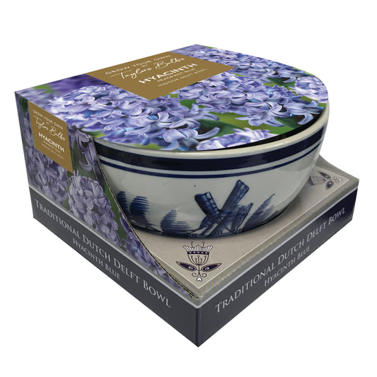 Taylors Bulbs Indoor Delft Bowl Blue Hyacinth Set